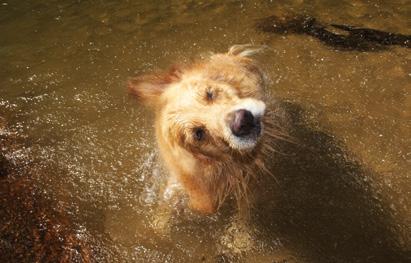 O leitor Cristian Molina fez a foto de um cachorro que se refrescava em um rio em Visconde de Mauá (RJ) Acima, salão nobre do Fluminense FC em dia de baile, em foto de Marco Perna; abaixo, o ângulo