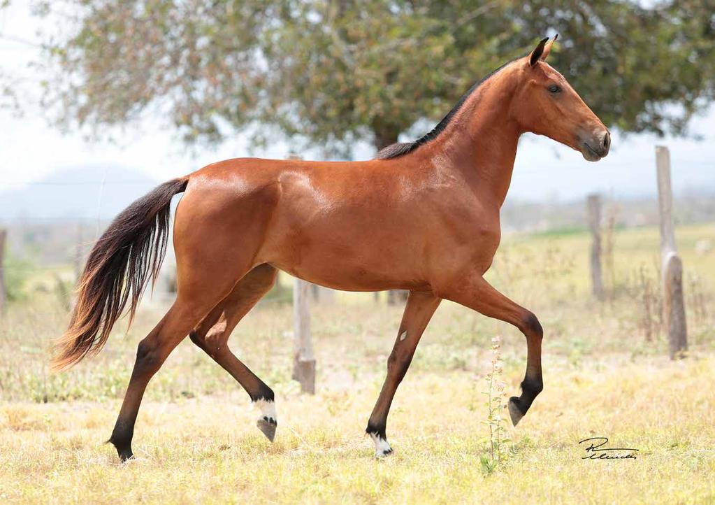 Vendedores: Haras Dominicana e Haras