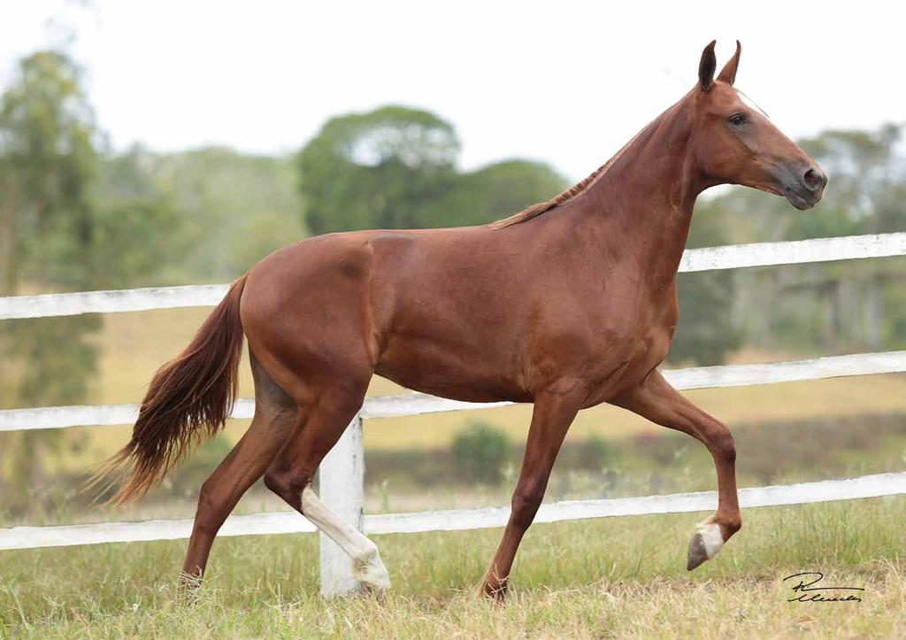 Vendedores: Espólio José Diamantino e Haras EAO 