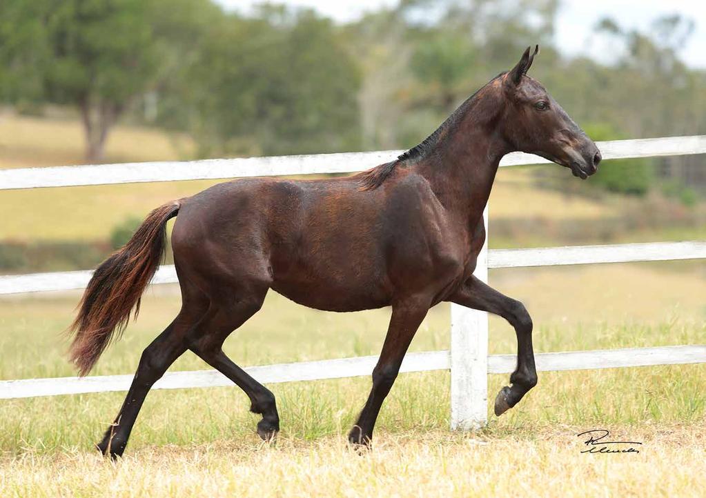 Vendedor: Haras EAO SISMADA