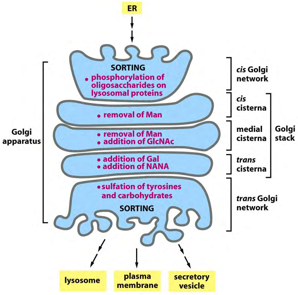 Cadeias de Oligossacarideos são processadas no Aparelho de Golgi -O processamento de glicoproteínas