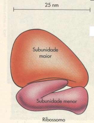 FUNÇÃO DOS RIBOSSOMOS: É nos ribossomos que ocorre a síntese de proteínas por meio da união dos aminoácidos.