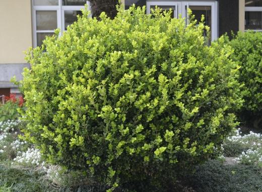 CANTEIRO 05 Nome cientíﬁco: Buxus sempervirens Nome vulgar: Buxinho Família: Buxaceae Utilização: Perfeito para compor desenhos, cercas e esculturas vivas, também é muito utilizado para bonsai