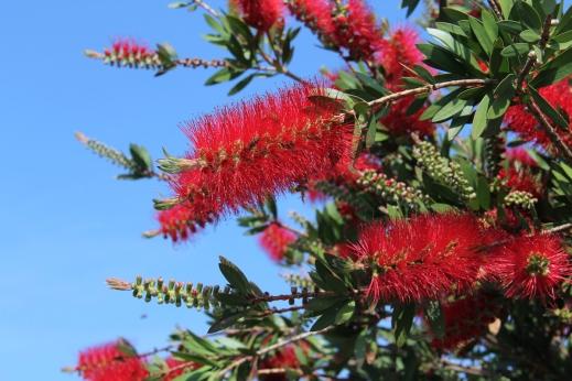 retirada do óleo sassafrás, para móveis e para construção em geral Propagação: Por sementes Origem: Brasil,Mata Atlântica Nome científico: Callistemon sp Nome vulgar: