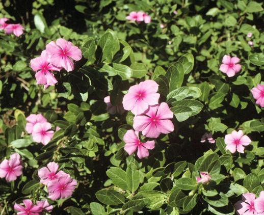cientíﬁco: Catharanthus roseus Nome vulgar: Vinca, Vinca-de-madagascar, Bom-dia, Boa-noite, Maria-sem-vergonha, Vinca-de-gato