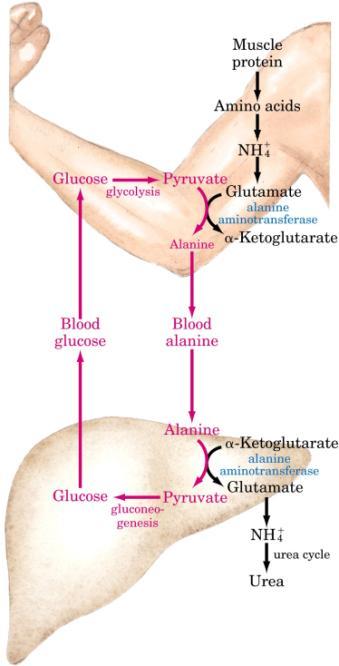 (II) Transporte de NH 4 + sob a forma de ALANINA Ciclo Alanina-Glicose Alanina transporta NH 4+ do músculo esquelético até o fígado Piruvato é convertido em glicose no fígado e este retorna ao