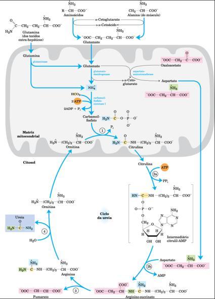 Metabolismo dos aminoácidos no fígado 1.