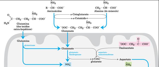 através de uma reação catalisada por aminotransferases. Aminotransferases 2.