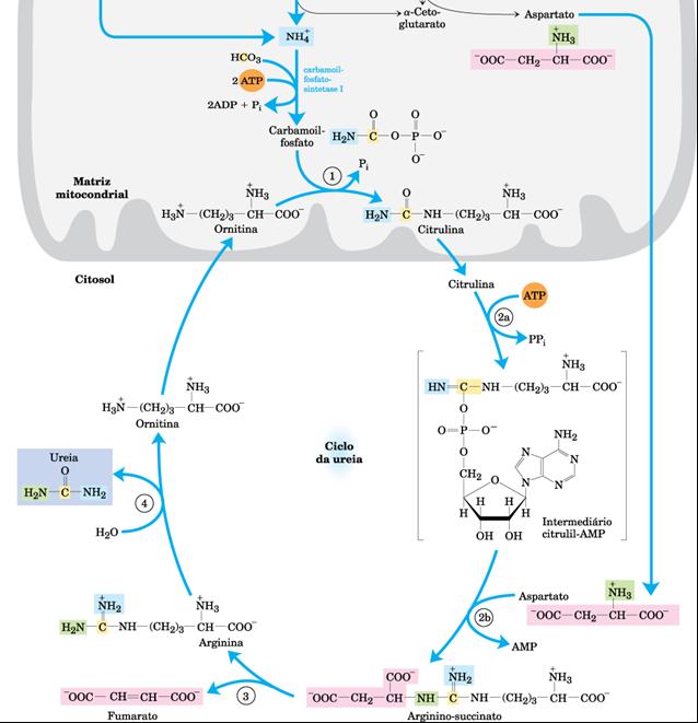3. Os íons amônio (NH 4+ ) são convertidos em URÉIA pelo Ciclo da Uréia. Regulação do ciclo da uréia O fluxo de nitrogênio varia com a dieta.