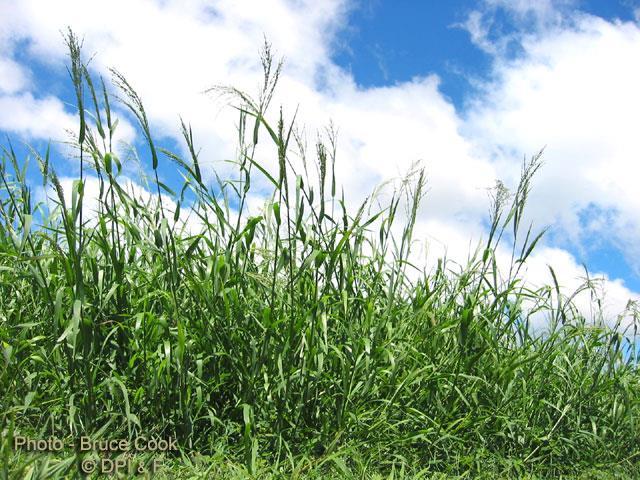 Panicum Coloratum.