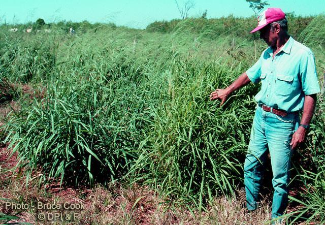 PanicumP Maximum. o Destaque no Brasil o Nome popular: capim guiné, capim colonião, entre outros. o Alimentação de alta qualidade.