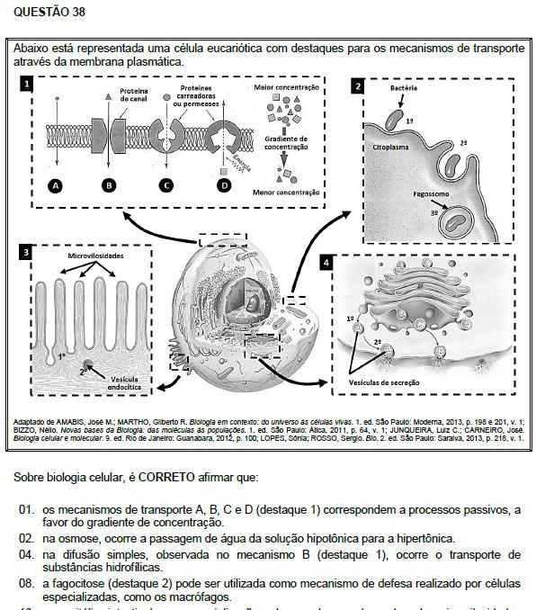 Resposta: 01 01. Correta. 02. Incorreta. A Lei 11.794 só se aplica aos animais vertebrados, o que não é o caso das abelhas (insecta). 04. Incorreta. O zigoto geneticamente modificado vai se multiplicar por mitose.