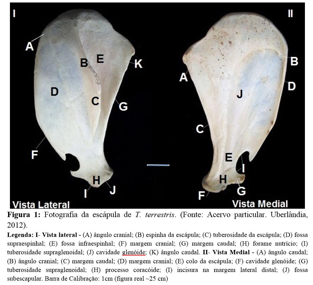 Anatomia óssea e muscular do cíngulo escapular e braço de Tapirus terrestris... 271 O úmero (Figura 2) é o osso que está presente no braço de T. terrestris. É um osso longo típico e como tal é constituído de corpo (diáfise) com extremidades distal e proximal (epífises).
