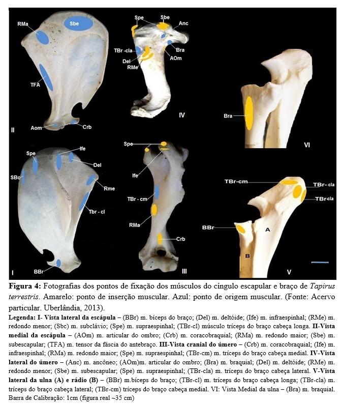 Anatomia óssea e muscular do cíngulo escapular e braço de Tapirus terrestris... 275 escápula até a face medial do olécrano.