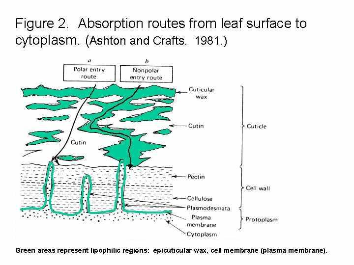 Rotas de absorção da superfície da folha até o citoplasma (Ashton & Crafts, 1981) Glyphosate Kow<20 Rota polar de entrada Rota apolar de entrada Inibidor da protox Cera epicuticular Efeito