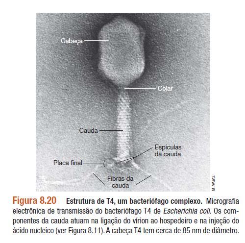 Bacteriófago T-par.