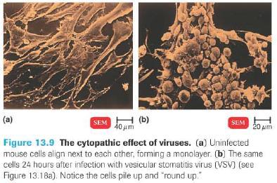 colorações Hematoxilina-eosina, Papanicolau ou laranja-de-acridina Microscopia eletrônica: Morfologia ultra-estrutural Replicação viral Para um vírus se replicar, deve induzir uma célula hospedeira