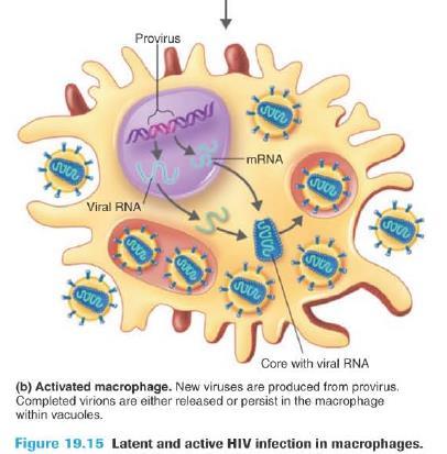 Agrupamento dos vírus em famílias, baseado: no tipo de ácido nucléico no modo de replicação na