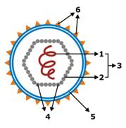 Composta de: 1) ácido nucléico: DNA (fs), DNA (fd), RNA (fs) ou RNA (fd); linear ou circular. 2) capsídeo: cobertura protéica do ácido nucléico; subunidades capsômeros (conjuntos de proteínas) (4).