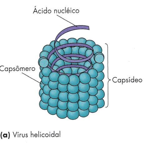 estrutura helicoidal 17 Vírus poliédrico não-envelopado.