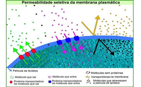 . Membrana