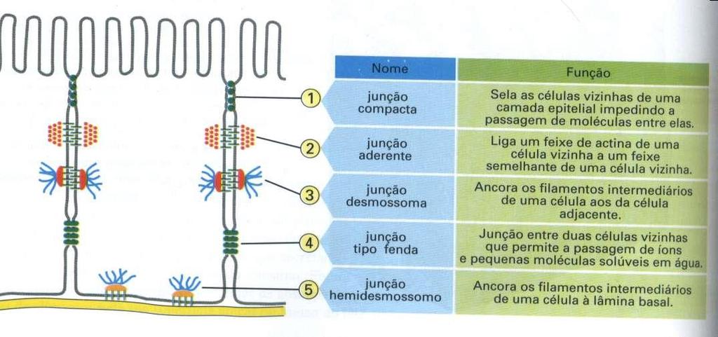 Estruturas das