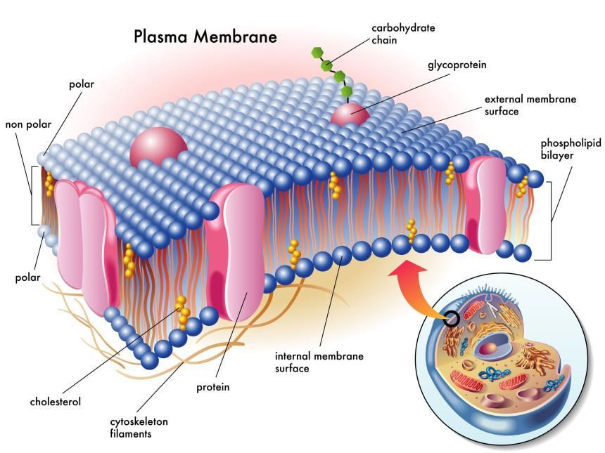 Membrana Plasmática A célula viva é um compartimento microscópico