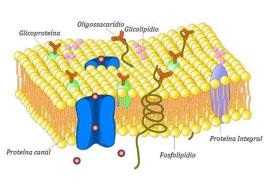 Membrana Plasmática Constituída fundamentalmente: fosfolipídios e proteínas.