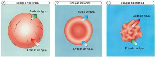 Permeabilidades das membranas celulares Osmose (- +) Passagem de água (solvente) através da membrana de uma região