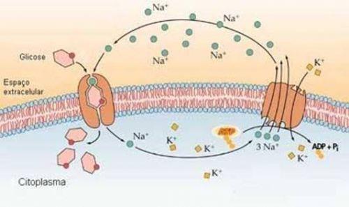 Permeabilidades das membranas