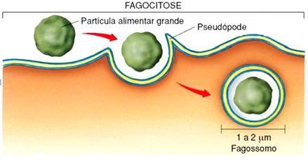 Permeabilidades das membranas celulares Fagocitose: É o englobamento de partículas sólidas por meio de expansões citoplasmáticas denomindas de