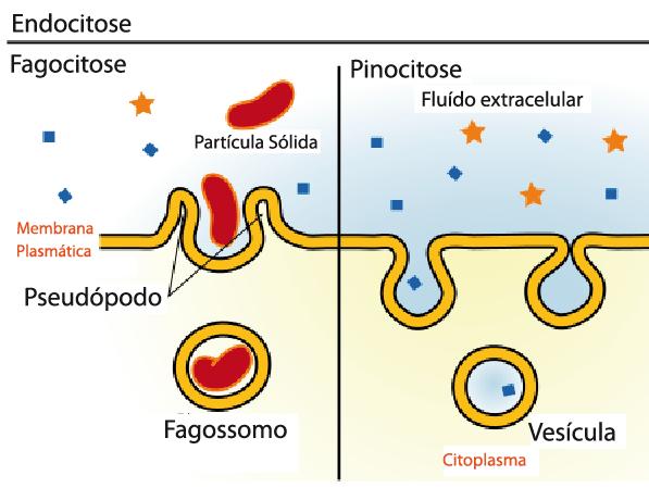 Fagocitose Pinocitose