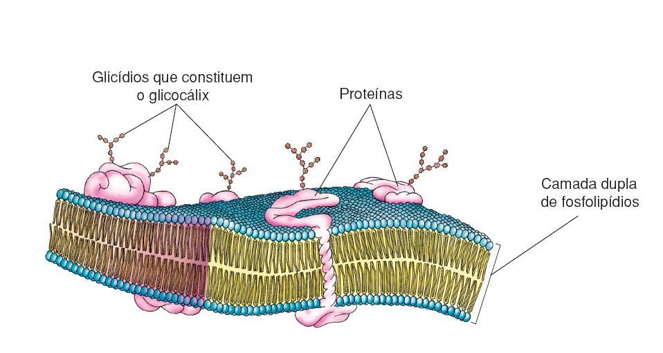 Membrana Plasmática Composição: A membrana plasmática é