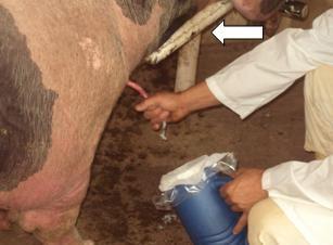 22 Figura 2: Colheita de sêmen de suíno usando manequim (seta), massagem manual Setor de Suinocultura FAFRAM - Ituverava SP. 2010. Foram realizadas análises macroscópicas e microscópicas do sêmen.