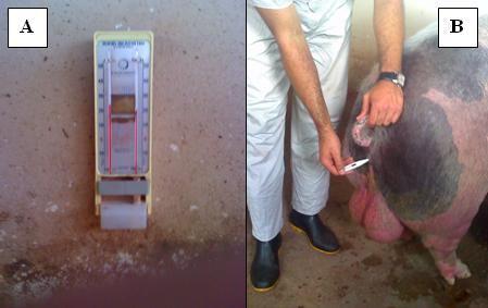 24 Figura 5: (A) Termômetro colocado na baia de coleta; (B) Aferição da temperatura corporal Setor de Suinocultura FAFRAM - Ituverava SP. 2010.
