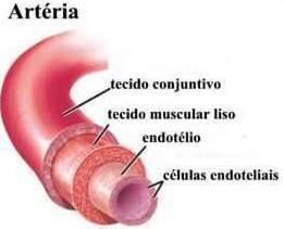 CARACTERÍSTICAS FÍSICAS DA CIRCULAÇÃO COMPONENTES FUNCIONAIS DA CIRCULAÇÃO: 1.