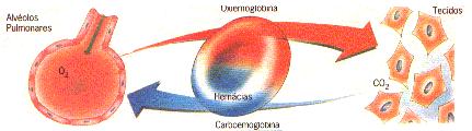 CARACTERÍSTICAS FÍSICAS DA 7%: Capilares Sistêmicos CIRCULAÇÃO VOLUMES DE SANGUE NAS DIFERENTES PARTES DA