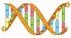 ORIGEN DA REITÊNCIA DNA Transcrição Exon Intron Exon Intron Intron Exon hnrna