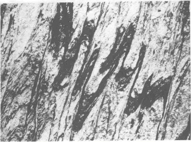 Clivagem de crenulação no filito provocando a transposição do bandamento original caracterizado por níveis de hematita e sericita. Foto 8.
