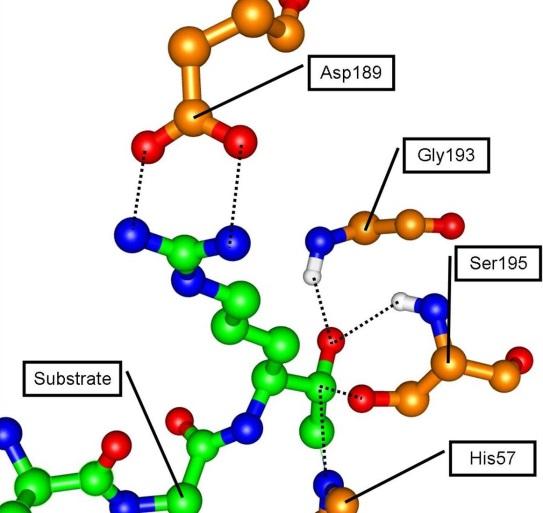 SERINA-PROTEASES