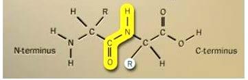 Enzimas Proteolíticas: Proteases Renovação de