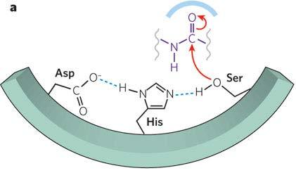 Outras PROTEASES 1-