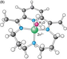 ANIDRASE CARBÔNICA Mecanismo de Catálise apoiado pelo Análogo sintético de coordenação do Zn 2+ - Em ph