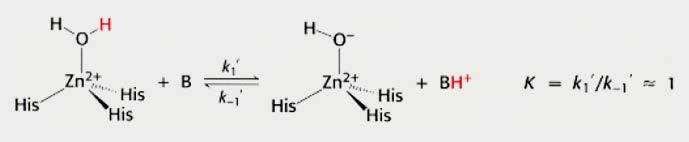 ANIDRASE CARBÔNICA Regeneração da Enzima depende da liberação do próton passo limitante V da hidratação do CO 2 = 1,3 x 10 +6 (s -1 ) K Se a k -7 = = 1x10 M k k difusão do H = (1x10 + é -11-1 -1 = 10