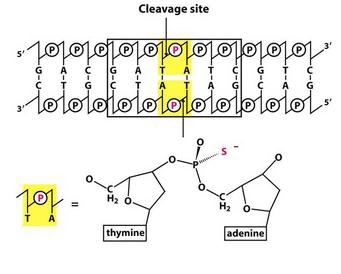 ENDONUCLEASES DE RESTRIÇÃO Mecanismo da Hidrólise Uso de fosfotiatos marcador de estereoisomeria 1 Passo