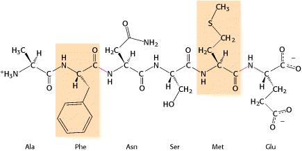 SERINA-PROTEASES Quimotripsina - Cliva ligações Peptídicas do lado carboxílico de aminoácidos hidrófobos volumosos Sequência substrato da Quimotripsina Nomenclatura de especificidade para