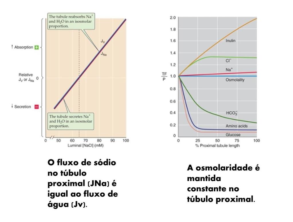 A reabsorção no túbulo proximal é isoosmótica -A alta expressão de aquaporina I faz o túbulo ser