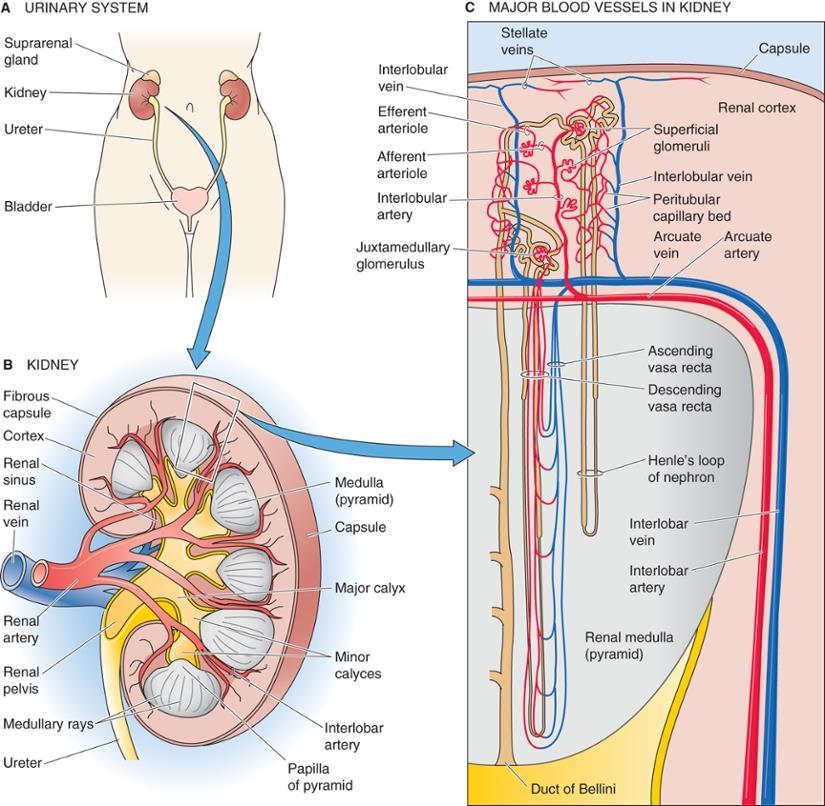 Anatomia básica do rim Cortex (granulado)