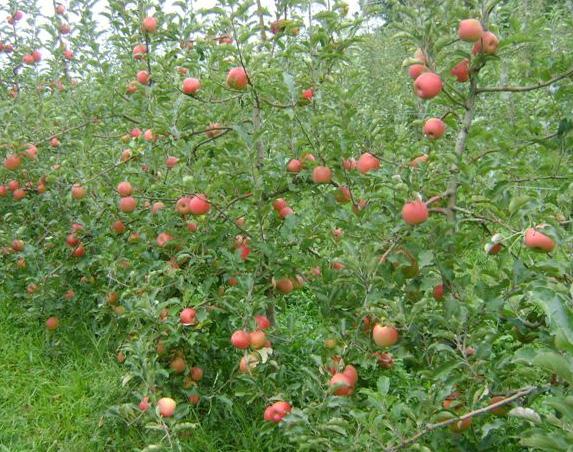 2 Avaliação da cultivar de macieira Pink Lady em Vacaria, RS melhoria do poder de compra da população brasileira evidenciada nos últimos anos, especialmente da classe média, que representa o maior