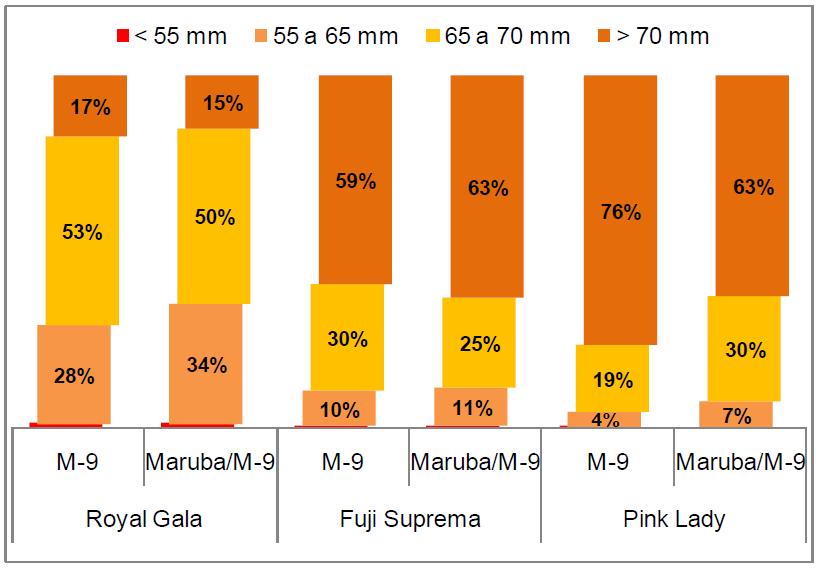 6 Avaliação da cultivar de macieira Pink Lady em Vacaria, RS produtividade, tem, quase sempre, relação inversa com o calibre dos frutos.